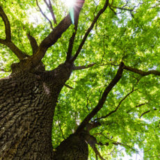 Parkplätze im Volksgarten Eickel
