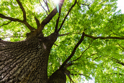 Parkplätze im Volksgarten Eickel